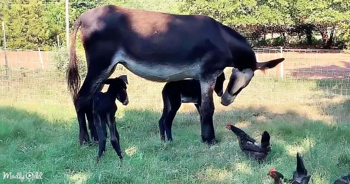 A donkey stands with its foal in a grassy area, surrounded by chickens, with a fence and trees in the background.