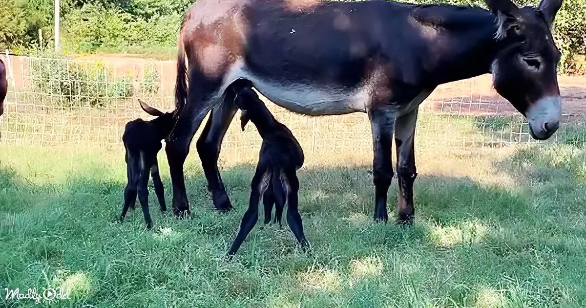 A donkey stands in a grassy field, nursing two foals, with a fence and trees in the background.