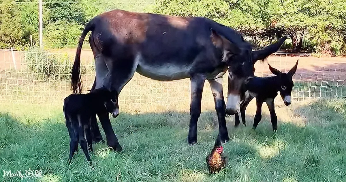 This Pregnant Donkey Gave Birth to Unique Twins; It''s a Rare Sight