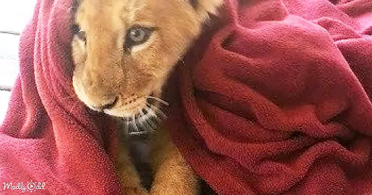 Rescued Baby Lion Can't Sleep Without Favorite Blanket Even Now as an Adult