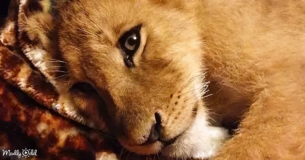 Rescued baby lion