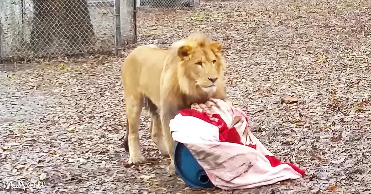 Rescued baby lion
