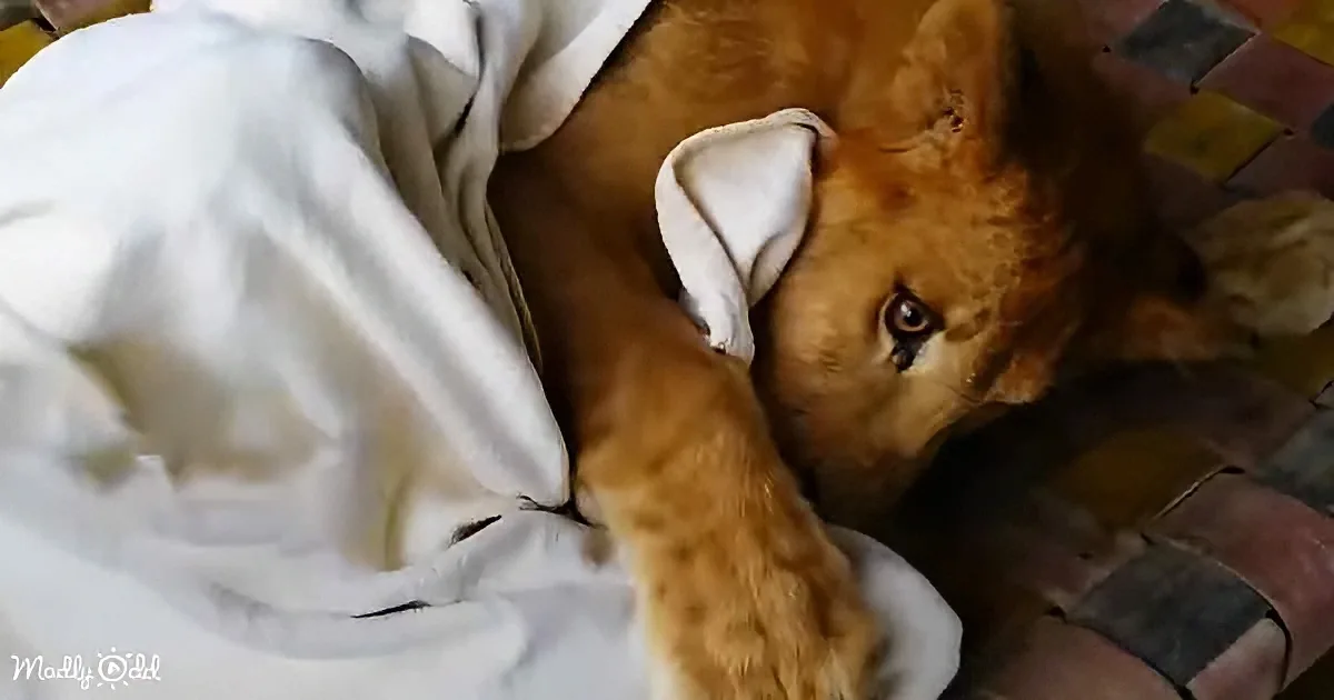 Rescued baby lion