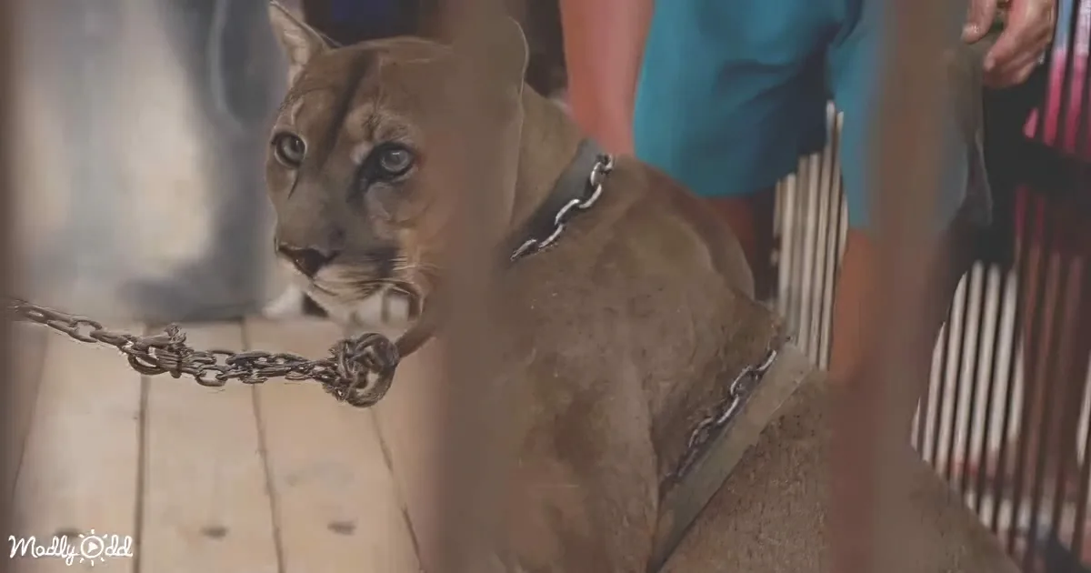 A cougar wearing a collar and chain stands on a wooden floor, looking alert.