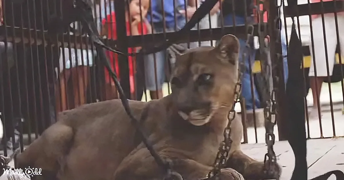 A puma is lying in a cage, looking directly at the camera with a chain around its neck.