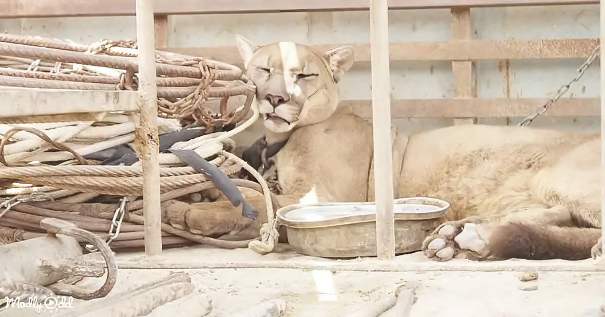 Mountain Lion Chained for 20 Years in Circus Is Finally Returned to the Forest