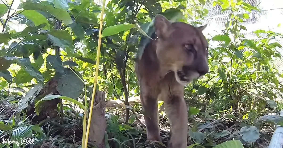 A puma stands amidst lush green foliage, its gaze directed downward.