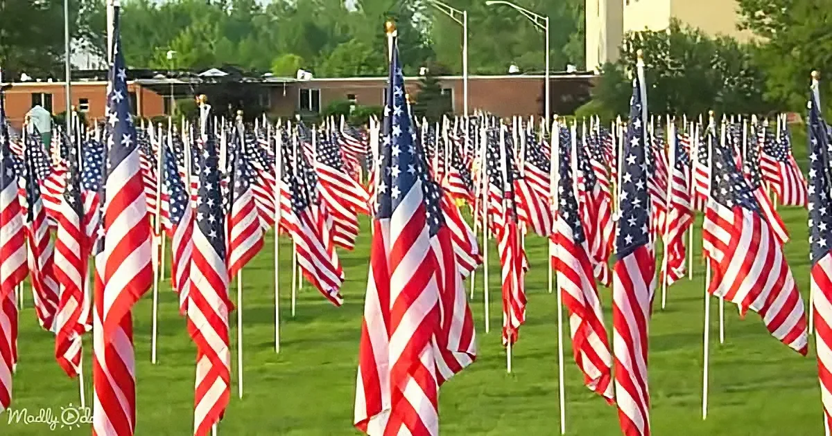 Rows of American flags planted in a grassy field, creating a solemn display.