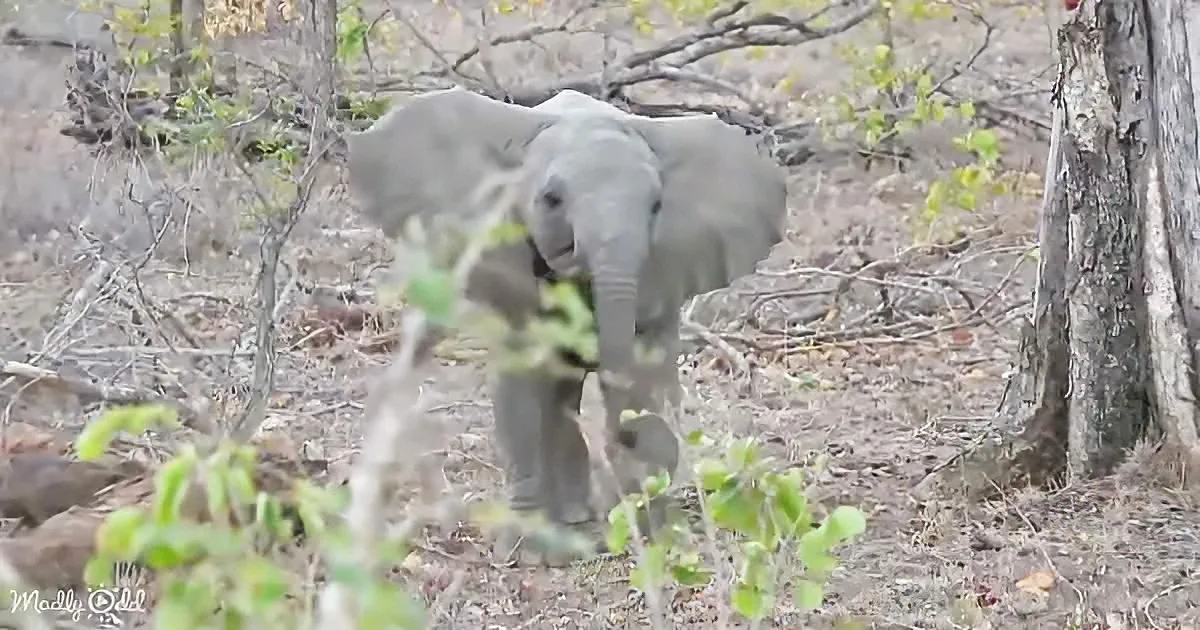 A baby elephant stands amidst dry vegetation and trees, its trunk raised, surrounded by natural debris.