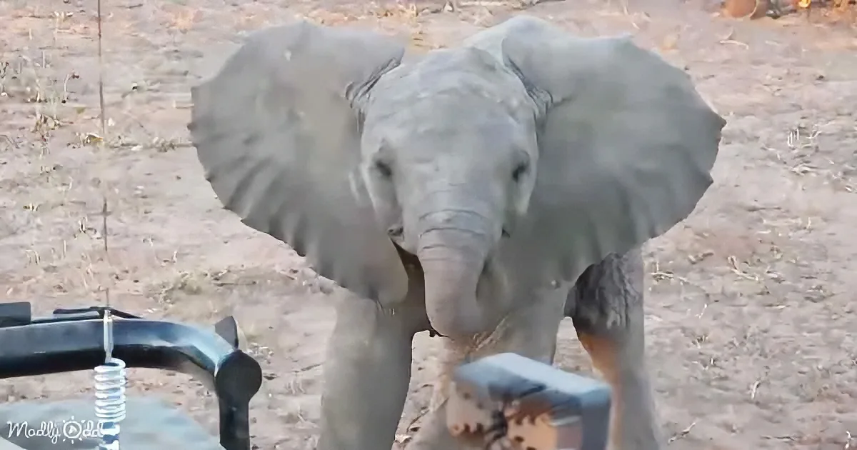 A baby elephant stands near a metal structure, its trunk extended, in a dry, sandy environment.