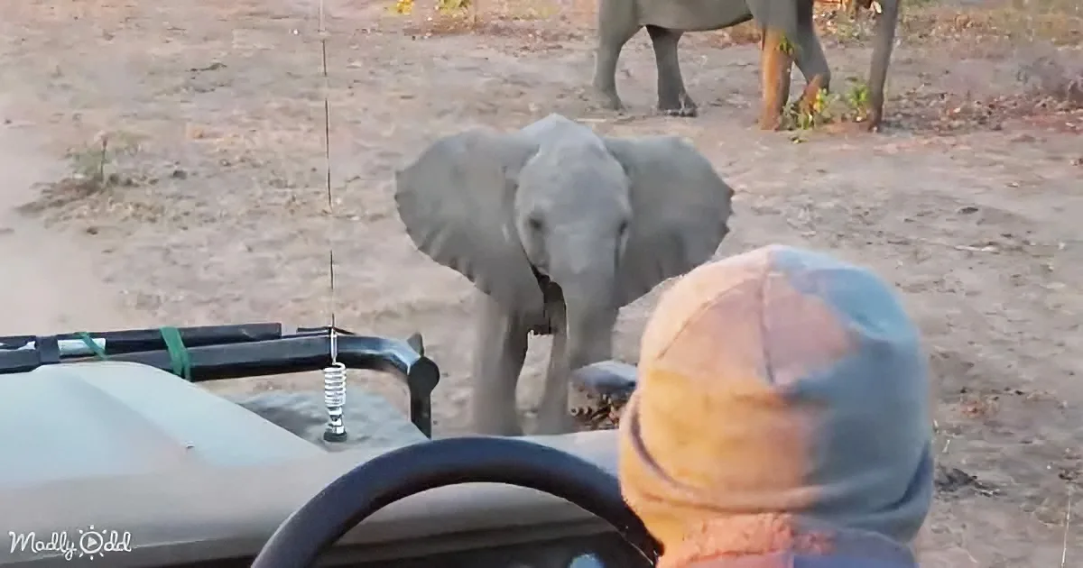 Baby Elephant's 'Tough Guy' Impression Steals a Million Hearts