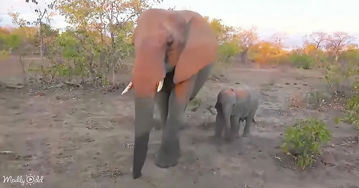 A large elephant and a smaller elephant are walking on sandy ground with trees in the background.