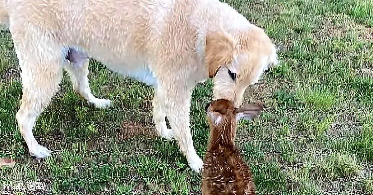Golden Doodle rescues fawn