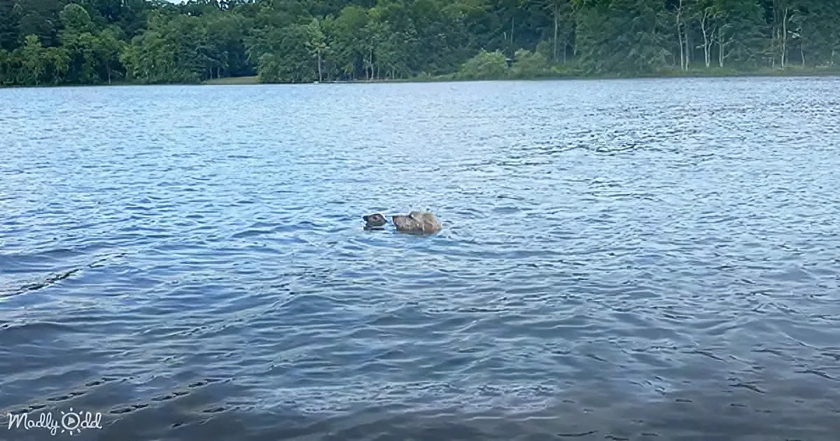 Golden Doodle rescues fawn