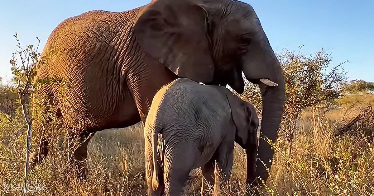 A large elephant and a smaller elephant are standing together in a grassy area with bushes.