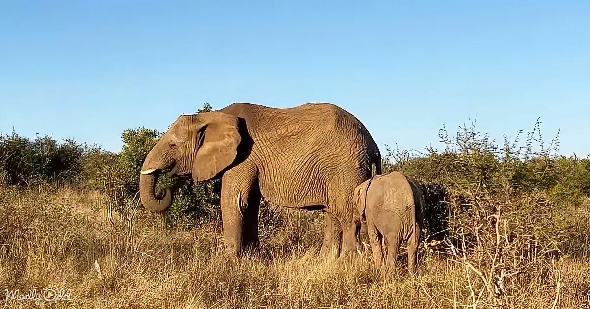 A large elephant and a smaller elephant are standing in a grassy field with bushes in the background.
