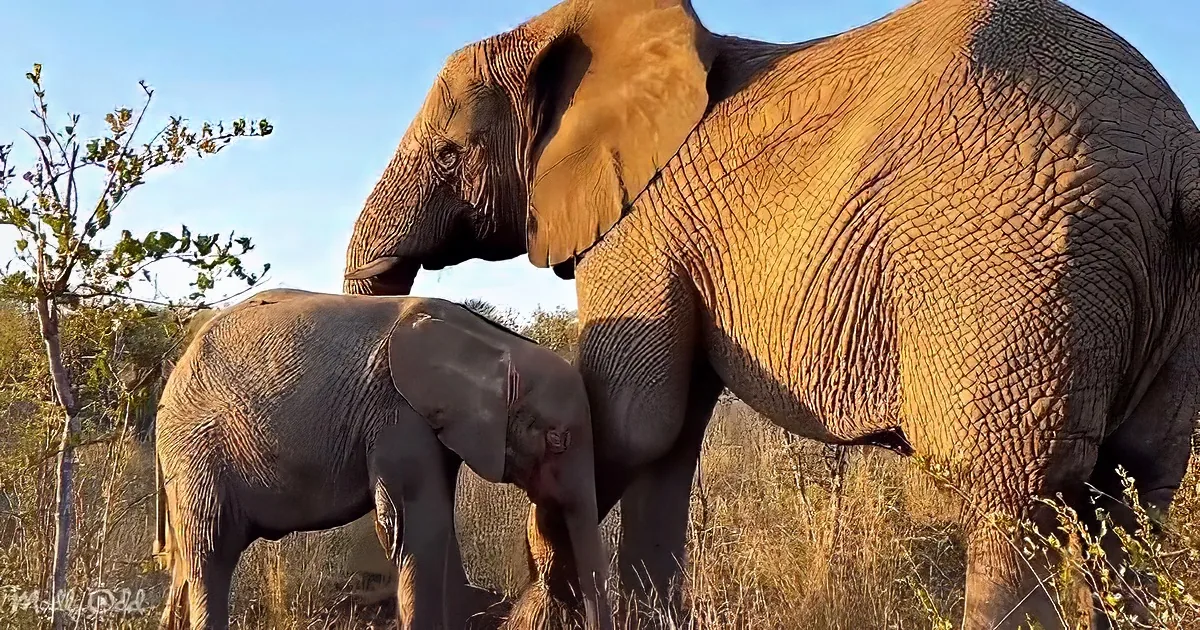 A large elephant and a smaller one are standing close together in a grassy area with trees in the background.