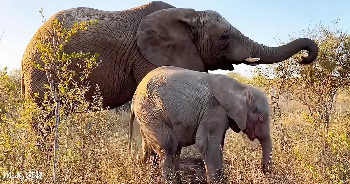 Incredibly Rare Baby Elephant Takes an After-School Stroll With Grandma