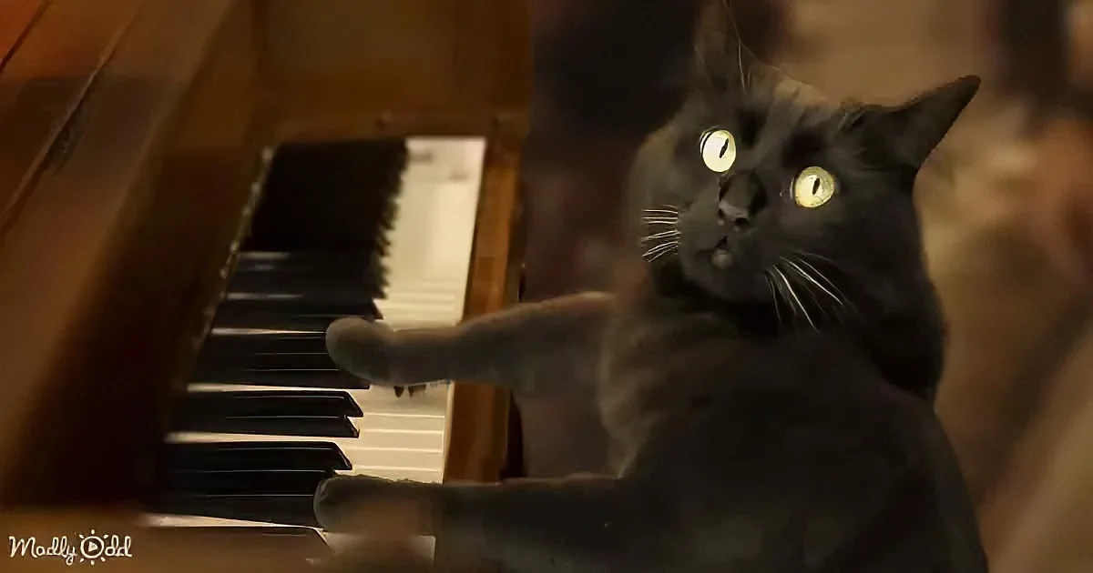 A black cat with glowing eyes sits at a piano, its paw extended forward.