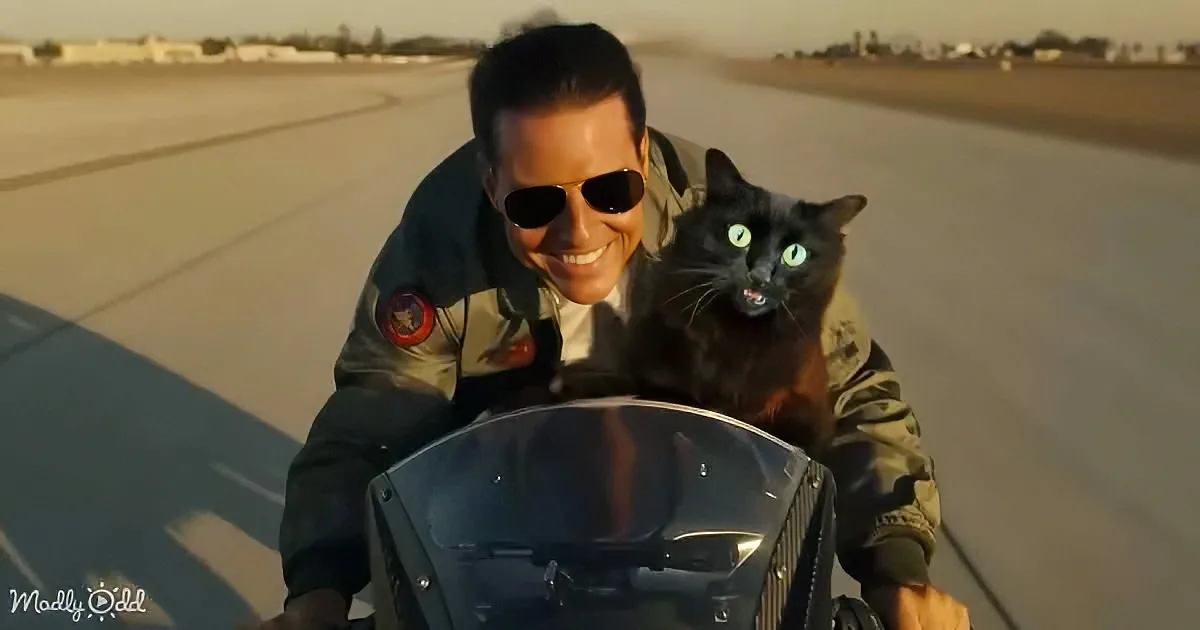 Tom Cruise and Kitty Team up for 'Top Gun' Parody Video