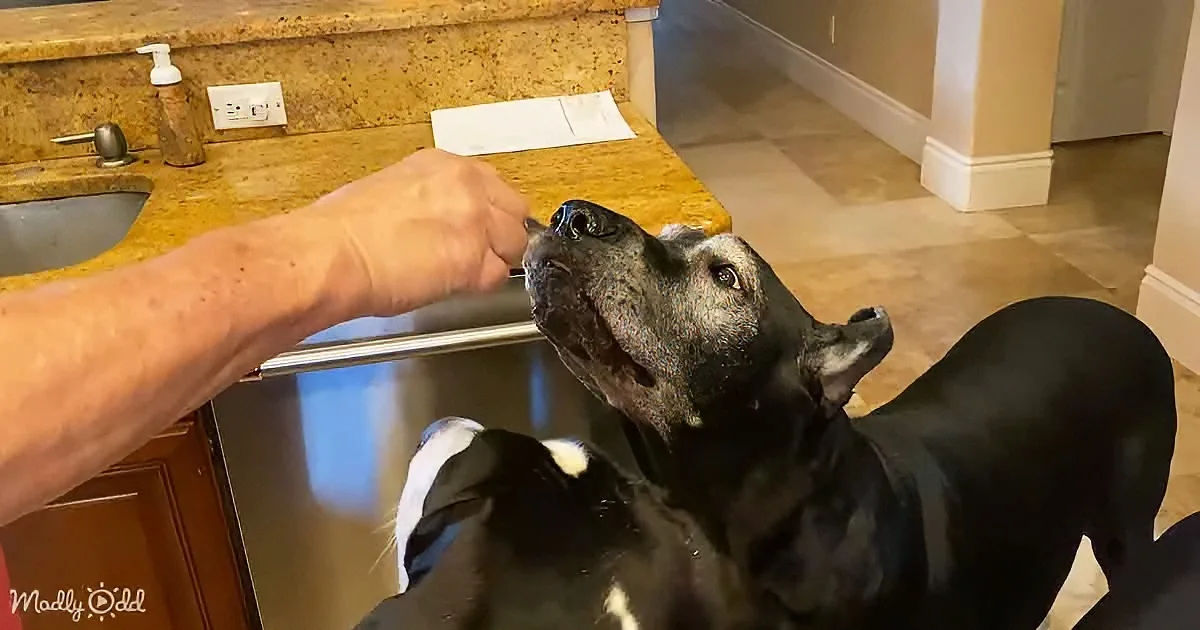 A black dog with white markings is being fed by a person in a kitchen setting.