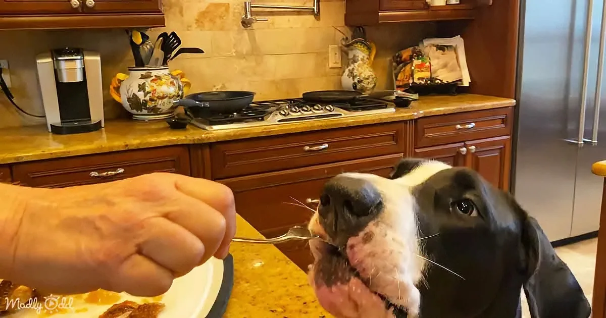 A black and white dog eagerly eats from a fork held by a person in a kitchen.