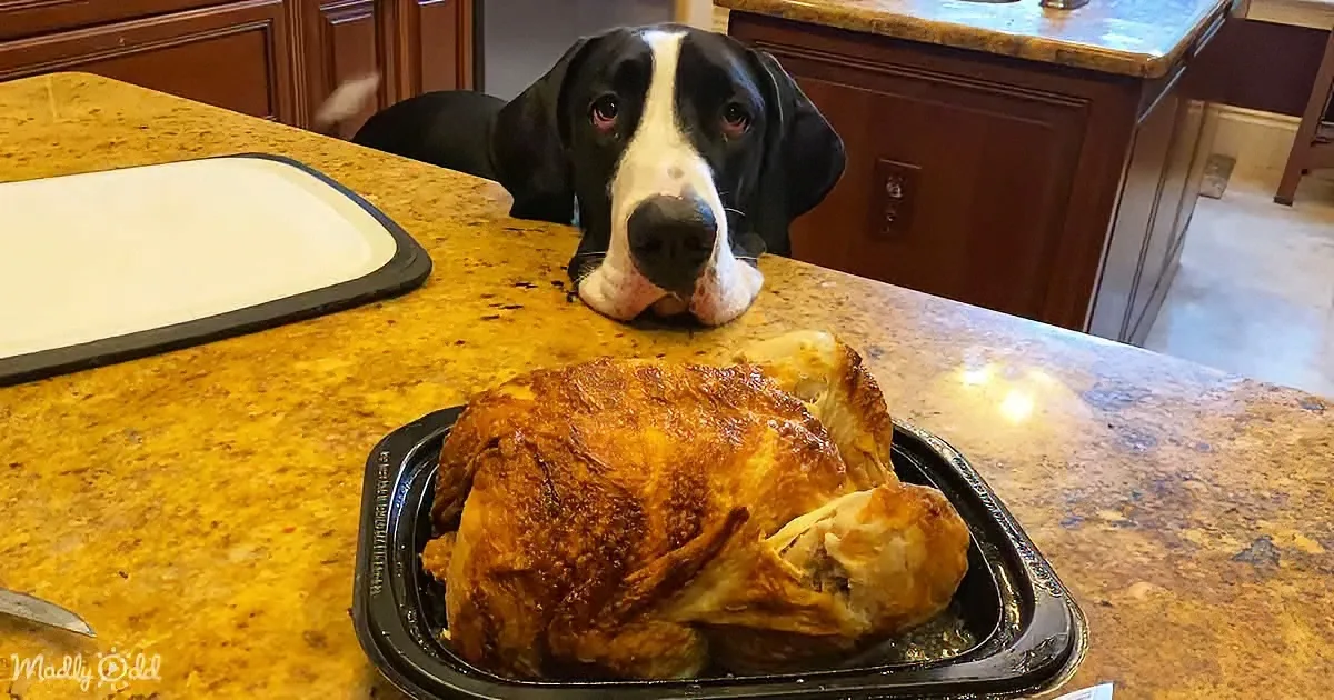 Goofy Great Danes Will Do Anything for Some Costco Chicken