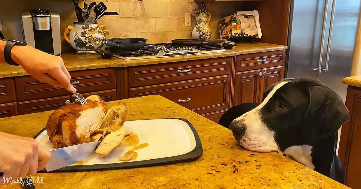 A dog watches as a person slices a roasted turkey on a kitchen counter.