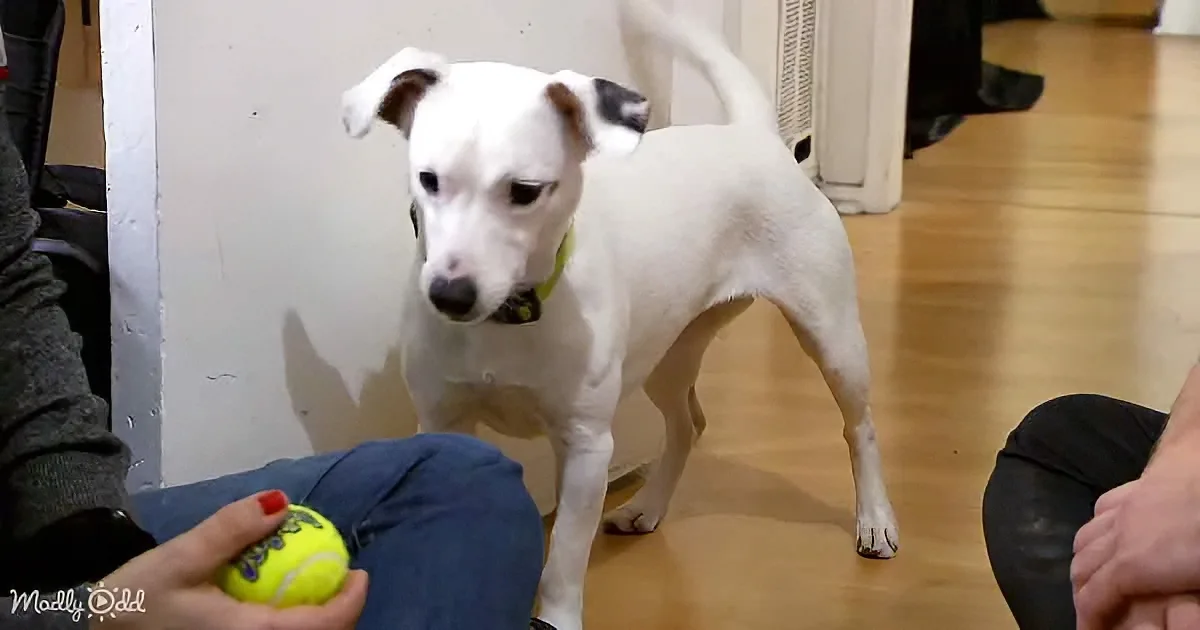 Dog learning sign language