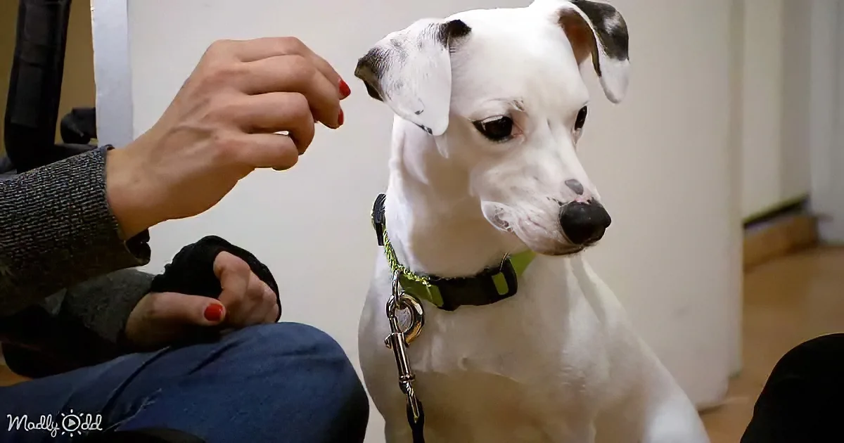 Dog learning sign language