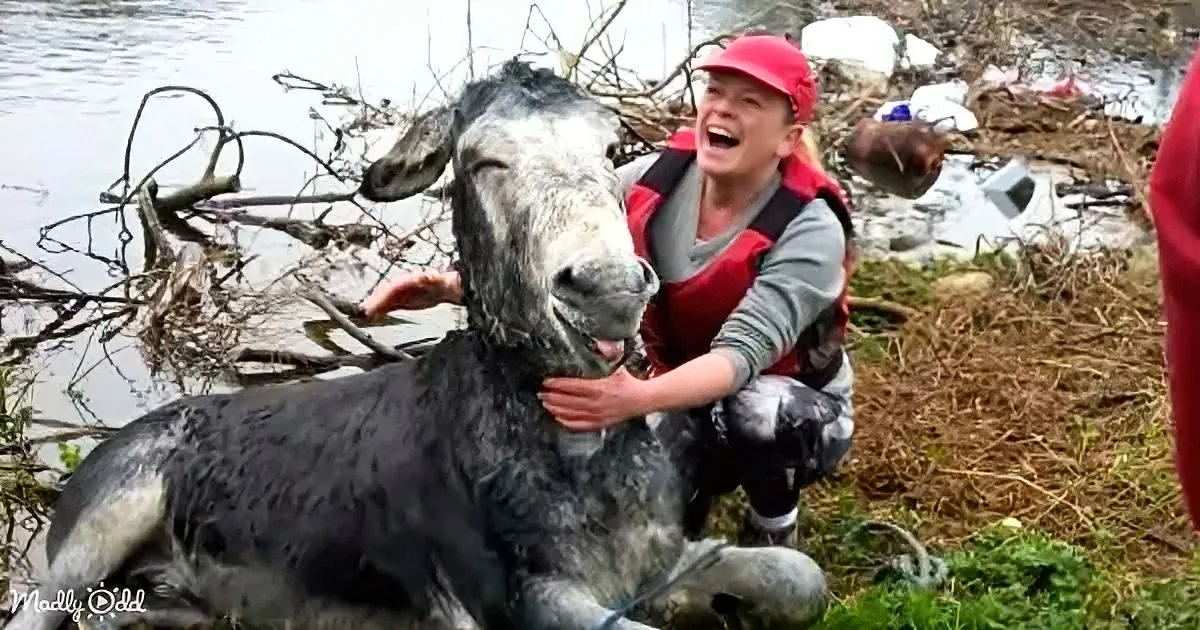A person in a red hat and life vest pets a wet donkey near a body of water.