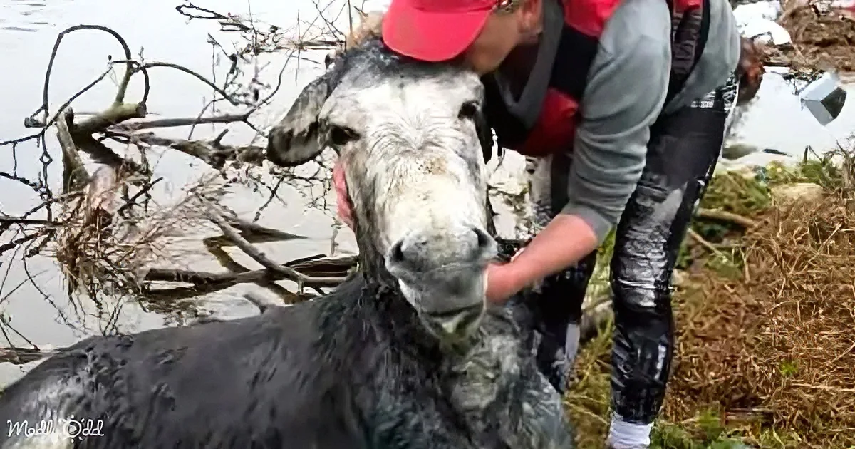A person in a red hat and waders pets a muddy donkey near a water body.