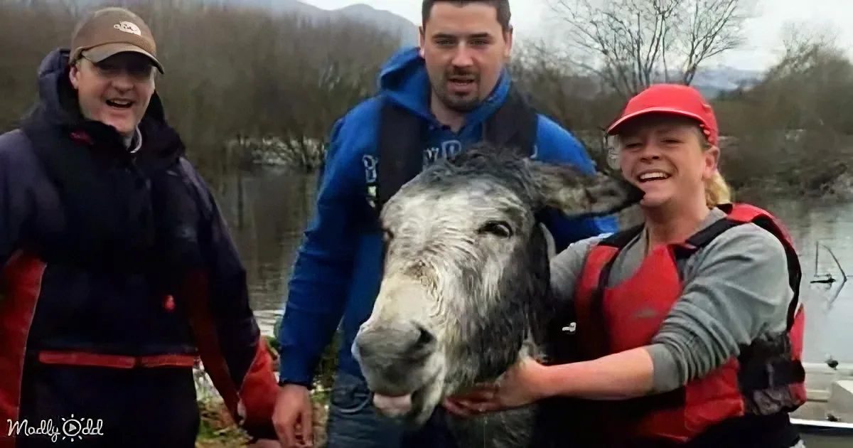 A person in a red life jacket holds a donkey while two others smile in the background near a body of water.