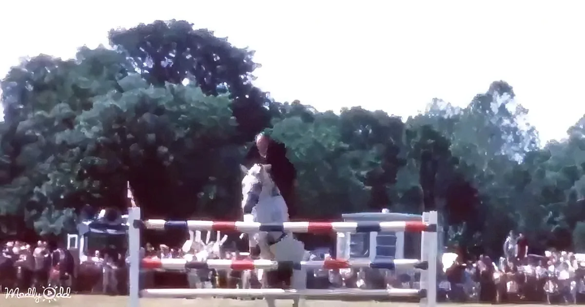 A horse and rider clear a red and white obstacle in an outdoor equestrian event.