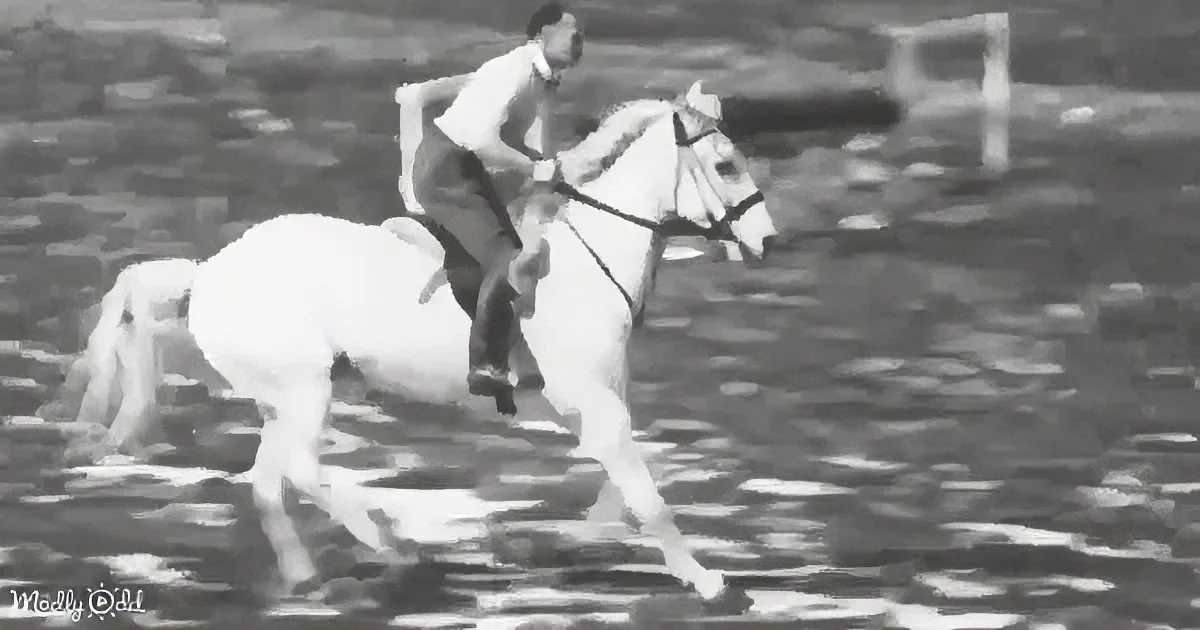 $80 Horse Saved From Slaughterhouse Becomes a Grand Prix Champion