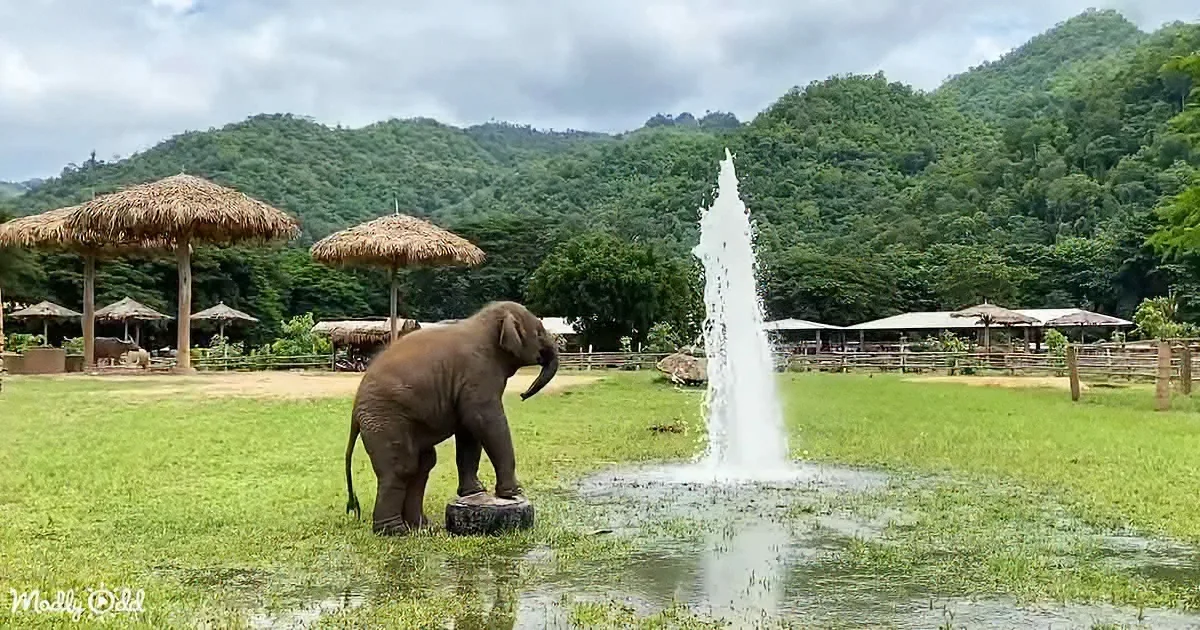 A baby elephant stands on a log near a water fountain in a lush, green park with thatched umbrellas and mountains in the...