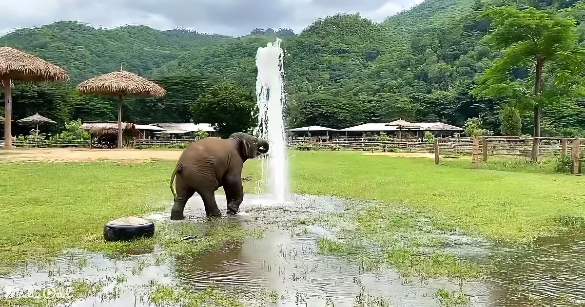 An elephant plays with a water fountain in a lush, green, fenced area with huts and mountains in the background.