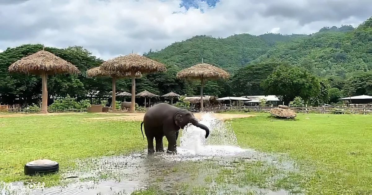 An elephant splashes water in a grassy enclosure with straw umbrellas and hills in the background.