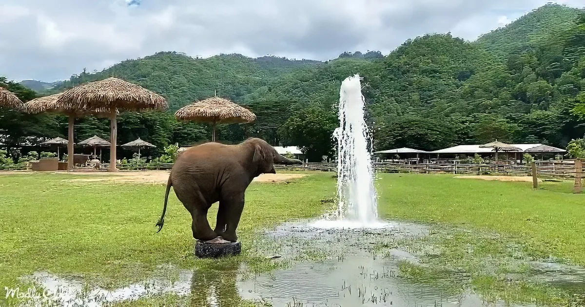 An elephant stands on a tire near a water fountain in a lush, green outdoor setting with thatched-roof huts and mountains...