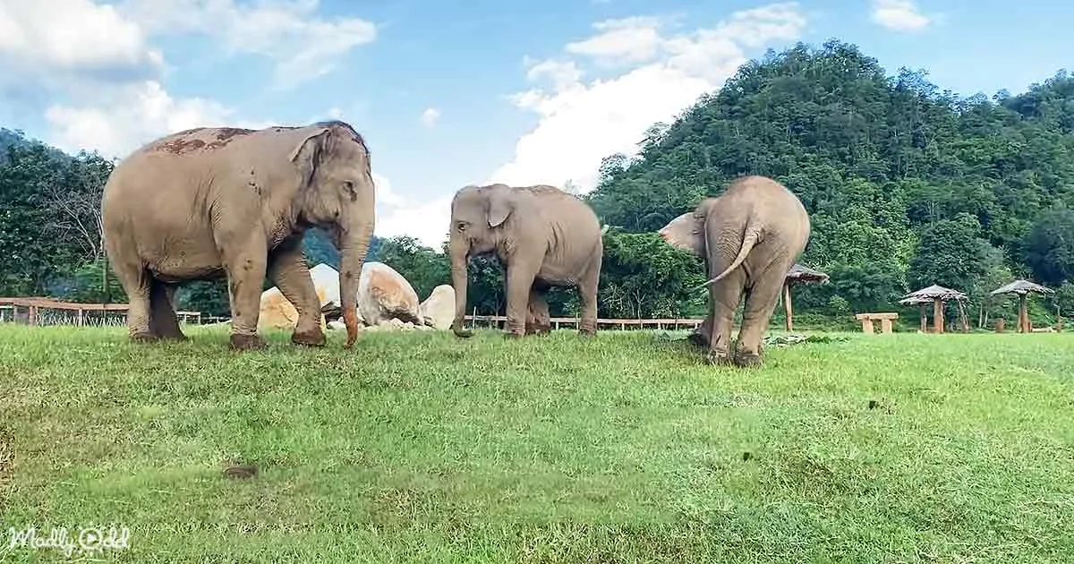 Three elephants graze on a grassy field with a mountain backdrop and scattered trees.