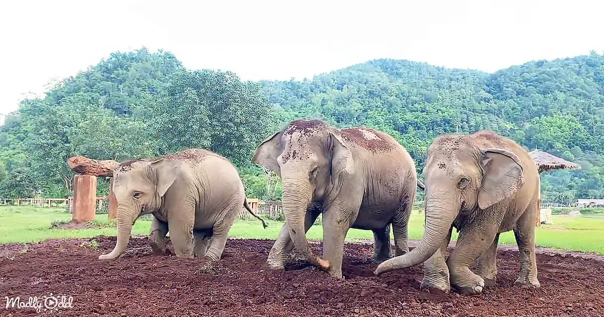 Three elephants are playing in a dirt area with lush green hills in the background.
