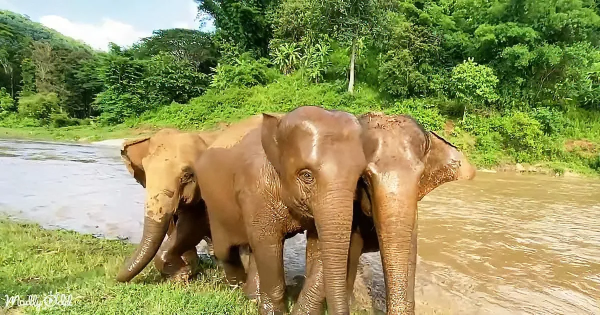 Three elephants stand near a river, their bodies covered in mud, surrounded by lush greenery.