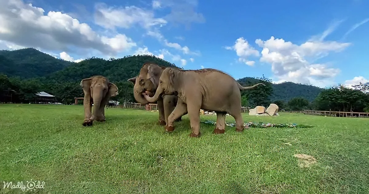 Three Girl Elephants Form a Little Family of Their Own After Being Rescued