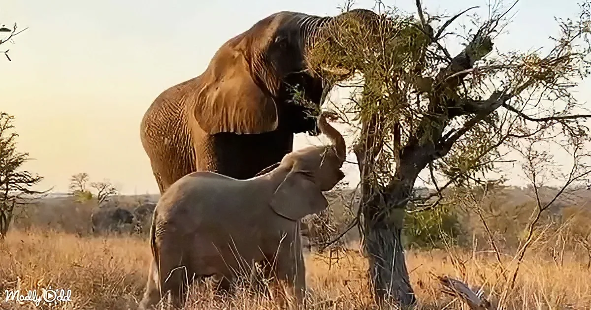 A baby elephant stands near its mother, both feeding on a tree in a dry grassland.