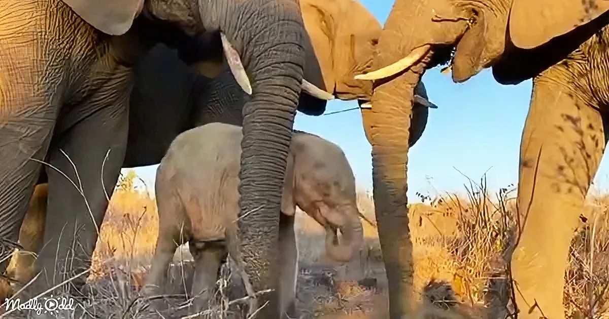 Elephants gather closely, their trunks intertwined in a natural display of connection and community.