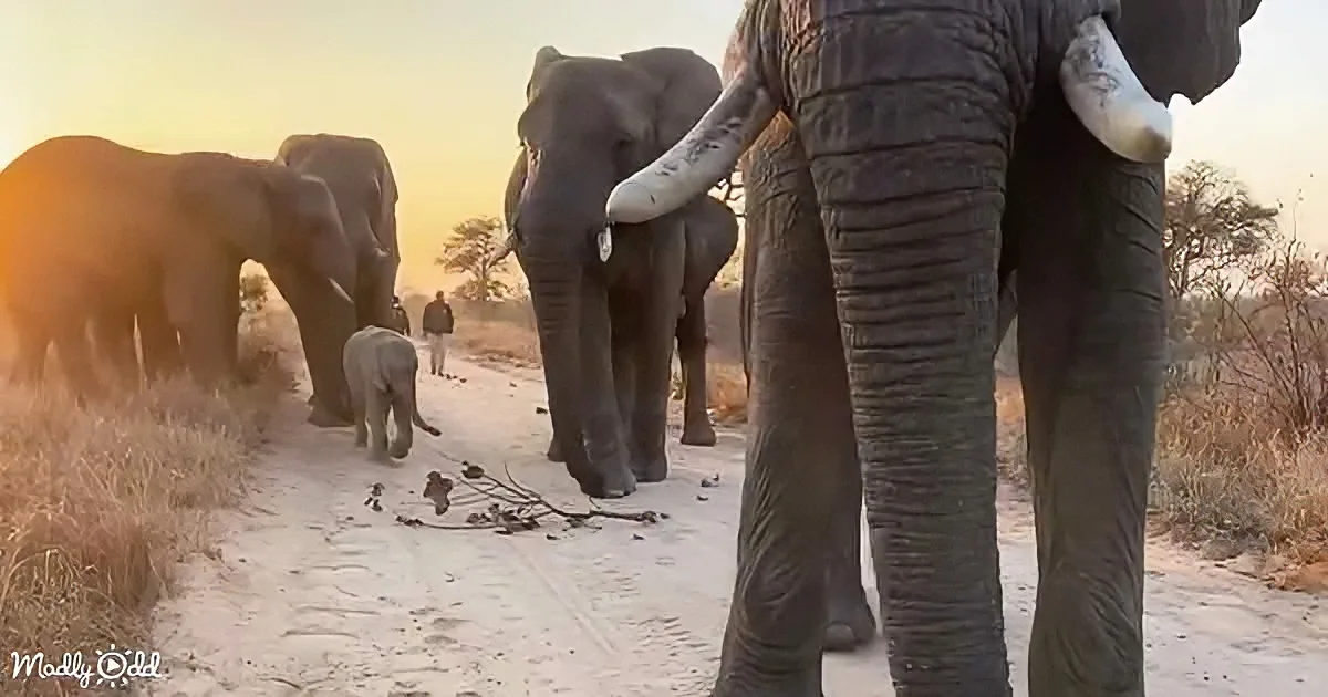 A herd of elephants, including a baby, walks along a dirt path in a natural setting.