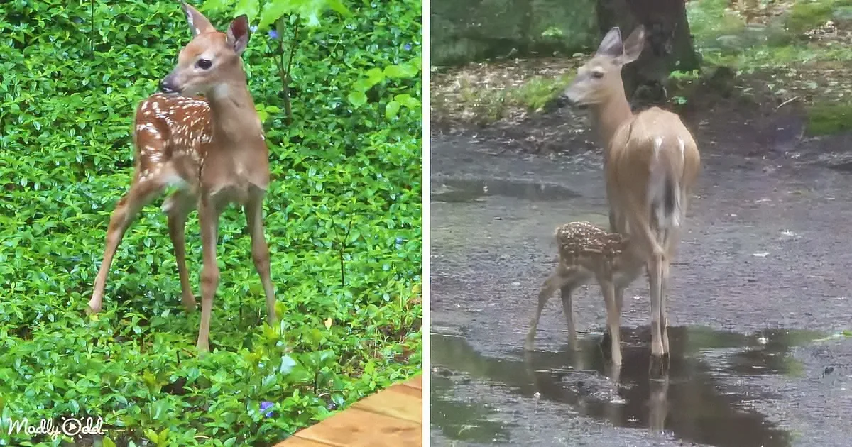 Mama Deer Brings Her Babies to Meet Man Who Showed Her Kindness Over the Years