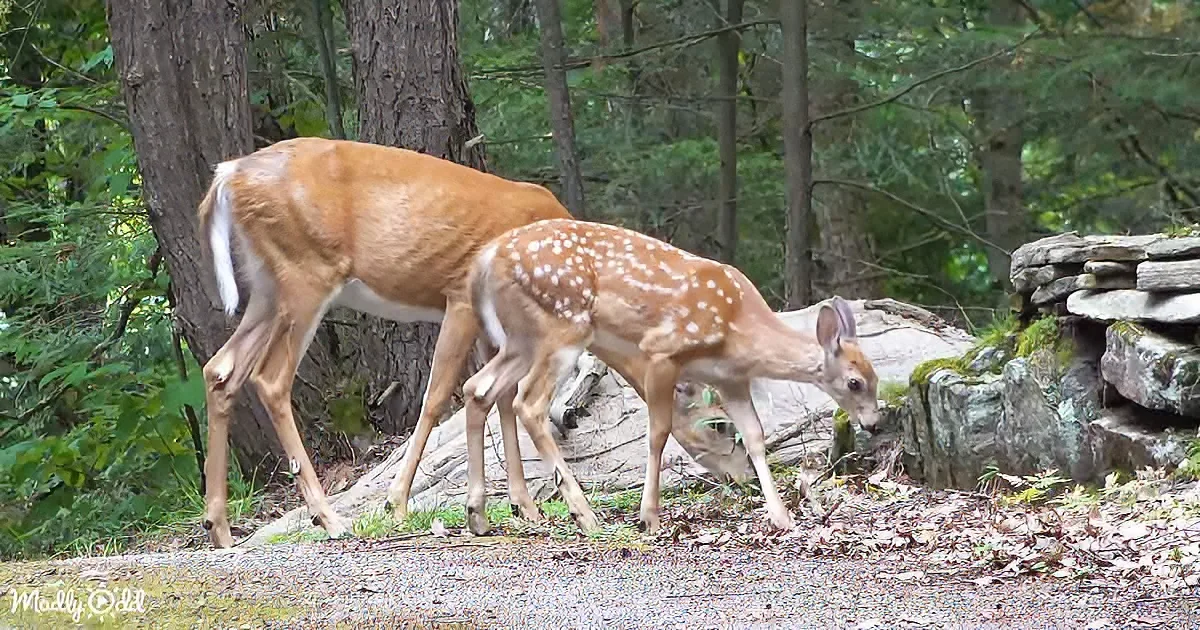 Mama and baby deer