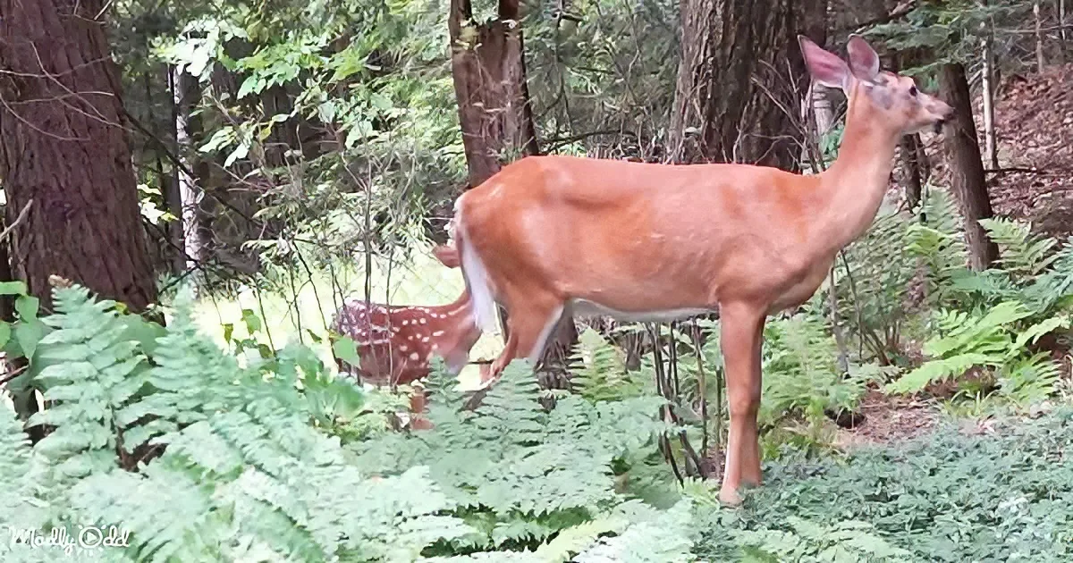 Mama and baby deer