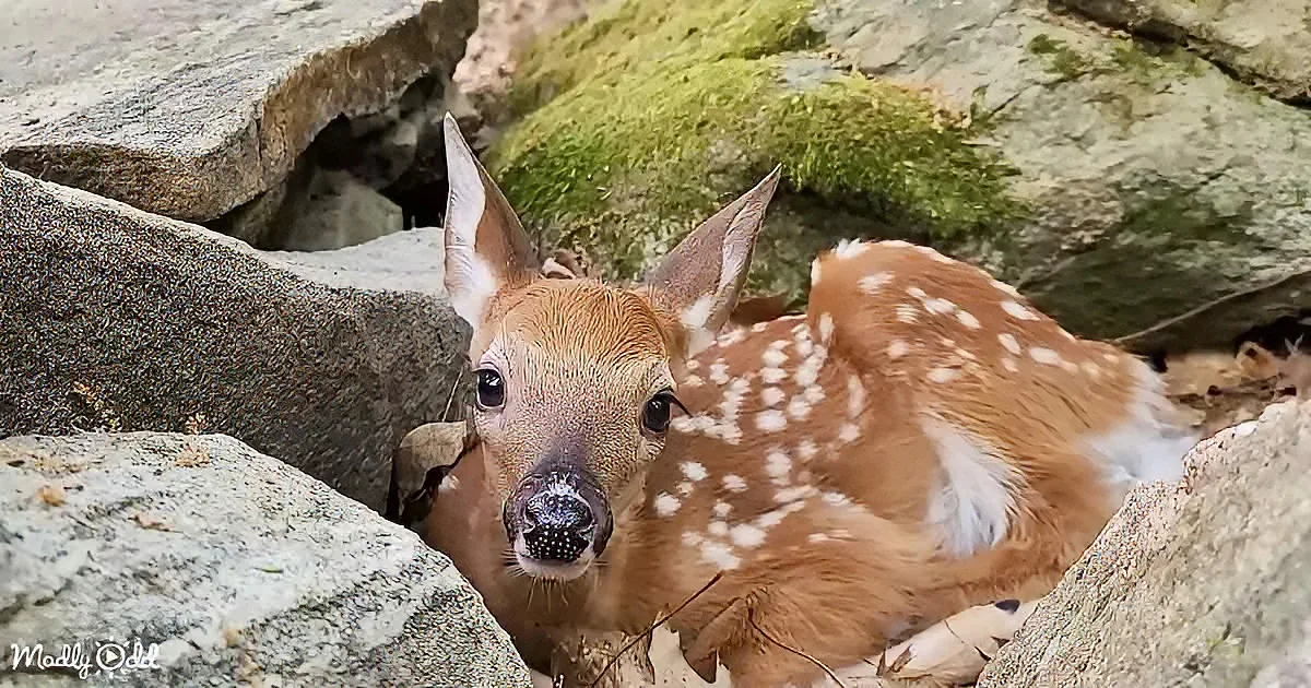 A young fawn with white spots rests among rocks, gazing directly at the camera.